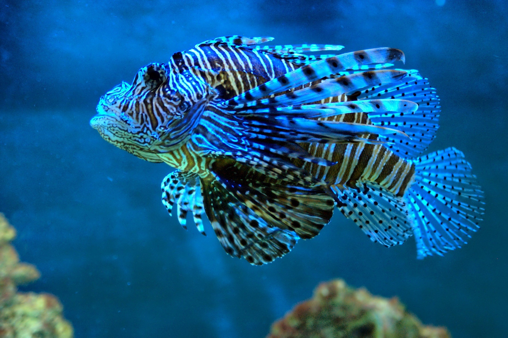 Happy Fish